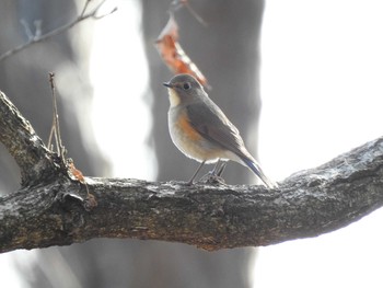 Red-flanked Bluetail 東京都立桜ヶ丘公園(聖蹟桜ヶ丘) Thu, 2/13/2020