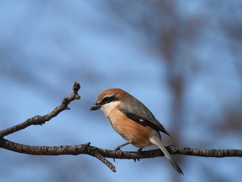 Bull-headed Shrike Mizumoto Park Sun, 2/23/2020