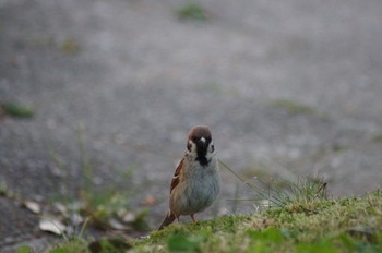 Eurasian Tree Sparrow 名城公園 Sat, 5/2/2020