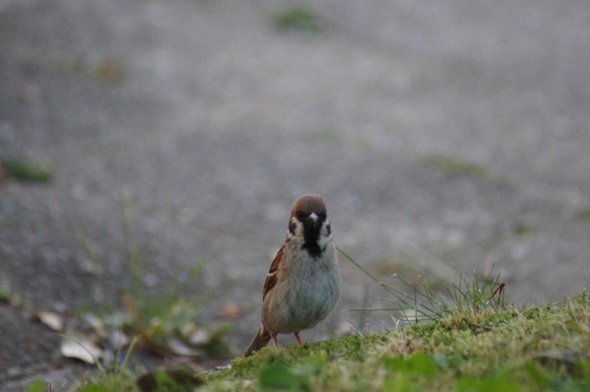 Photo of Eurasian Tree Sparrow at 名城公園 by Kengo5150