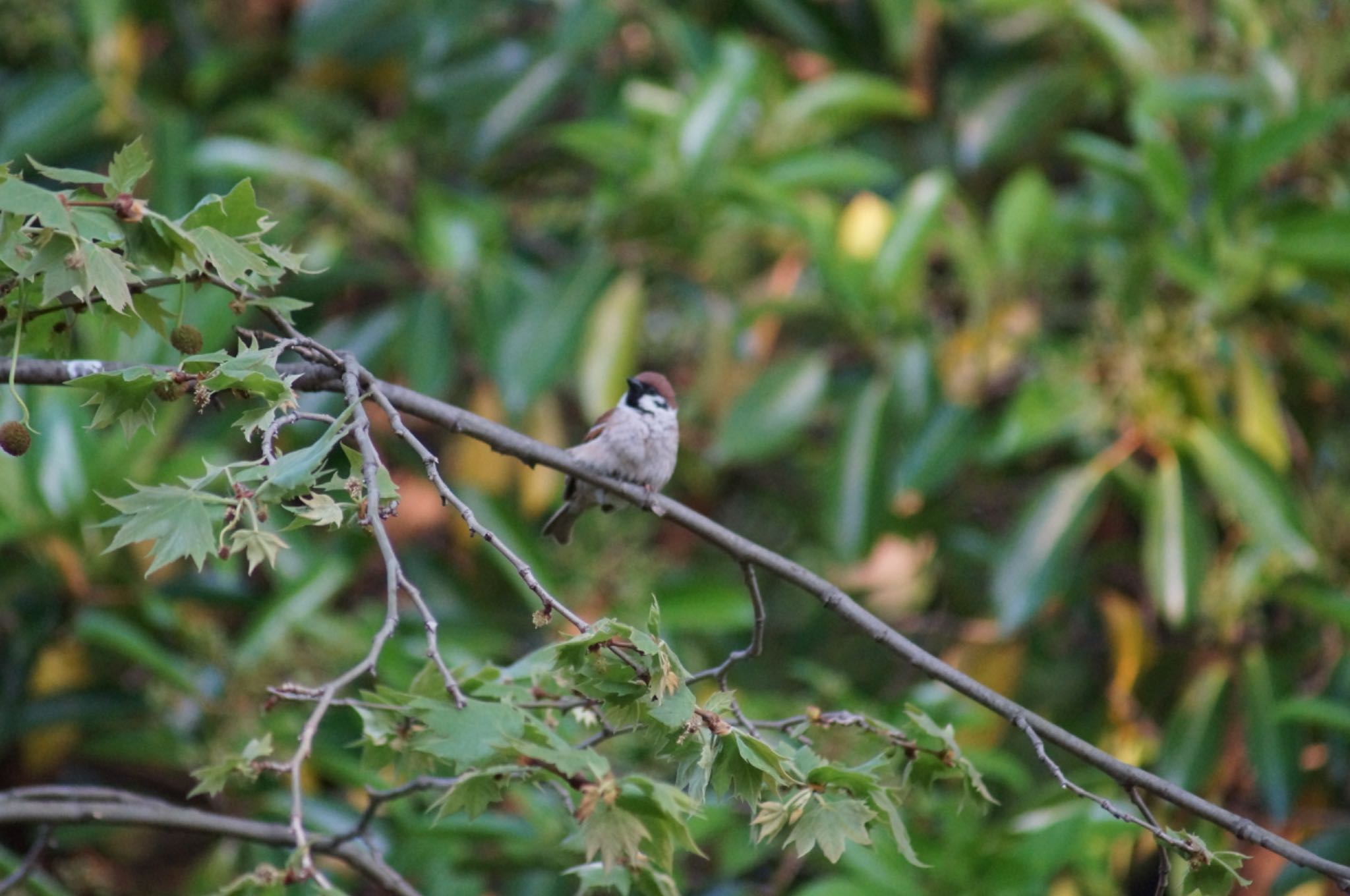 Photo of Eurasian Tree Sparrow at 名城公園 by Kengo5150