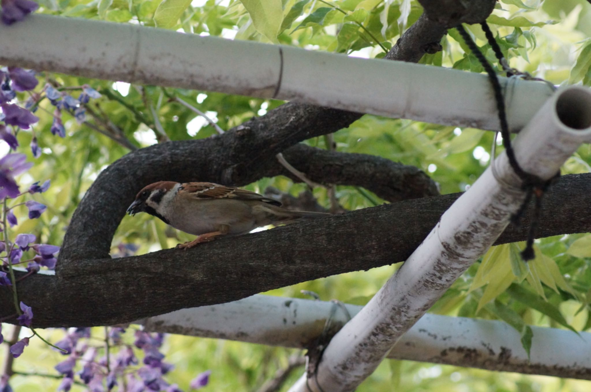 Photo of Eurasian Tree Sparrow at 名城公園 by Kengo5150