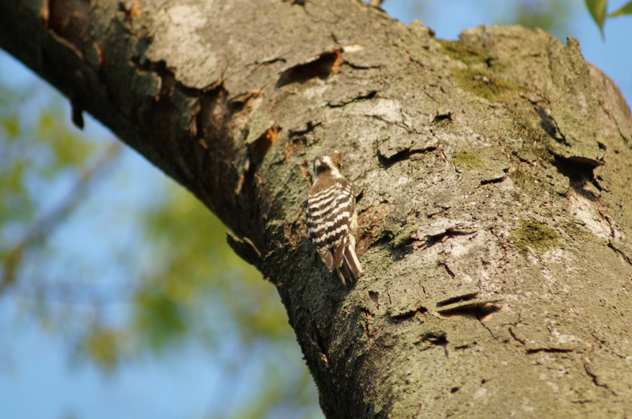 Photo of Japanese Pygmy Woodpecker at 名城公園 by Kengo5150