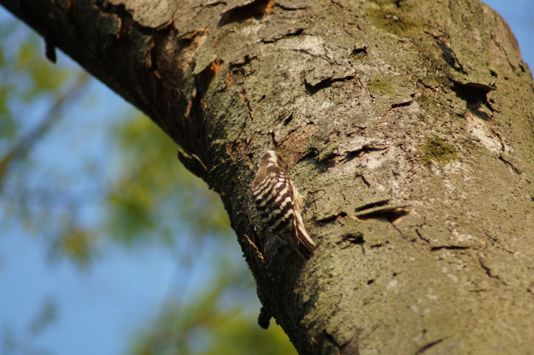 Photo of Japanese Pygmy Woodpecker at 名城公園 by Kengo5150