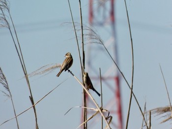 Common Reed Bunting Teganuma Wed, 3/18/2020