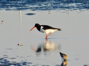 Eurasian Oystercatcher Sambanze Tideland Wed, 3/18/2020