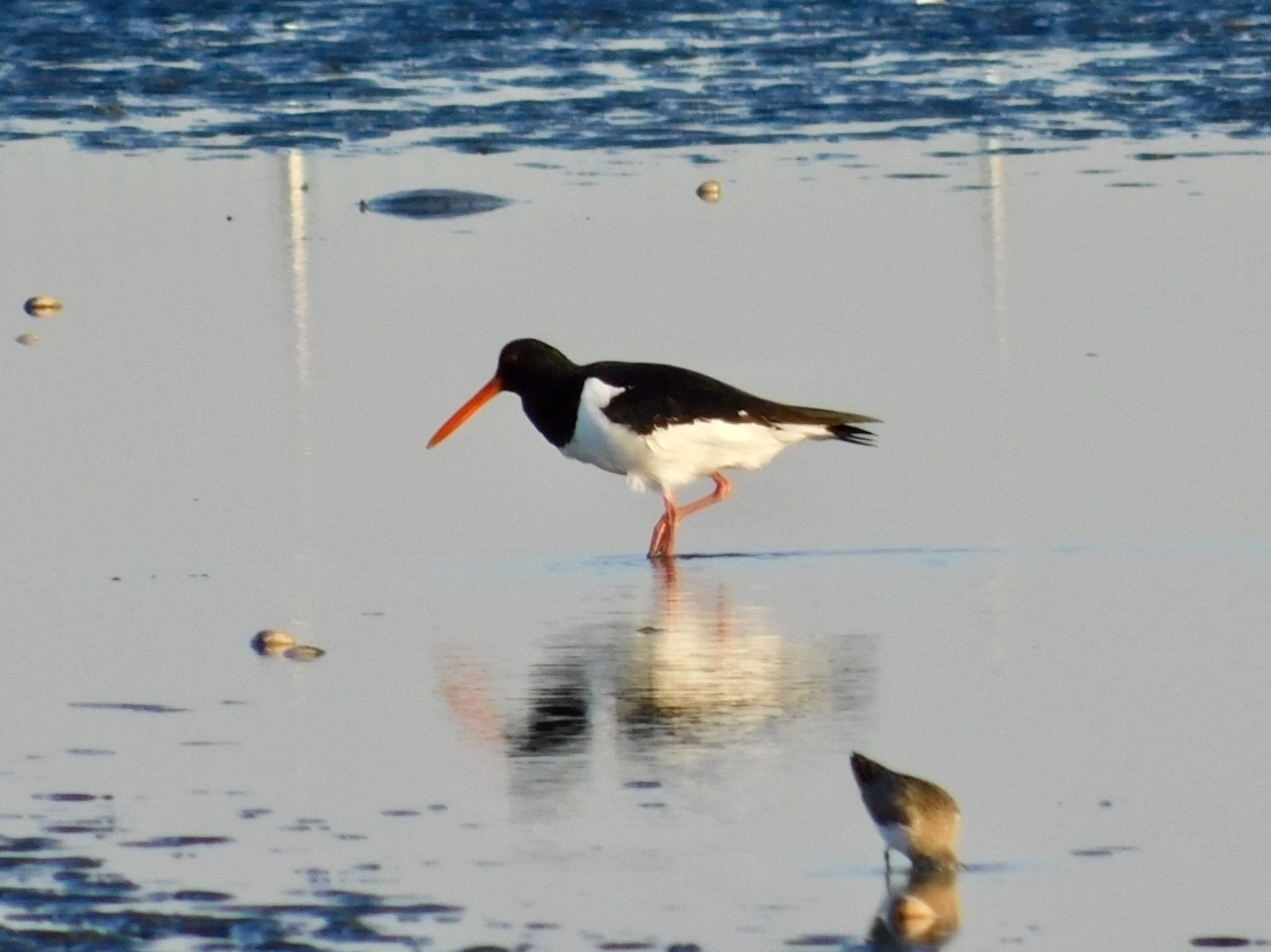 Eurasian Oystercatcher