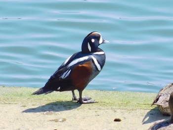 2020年3月19日(木) 平磯海岸の野鳥観察記録