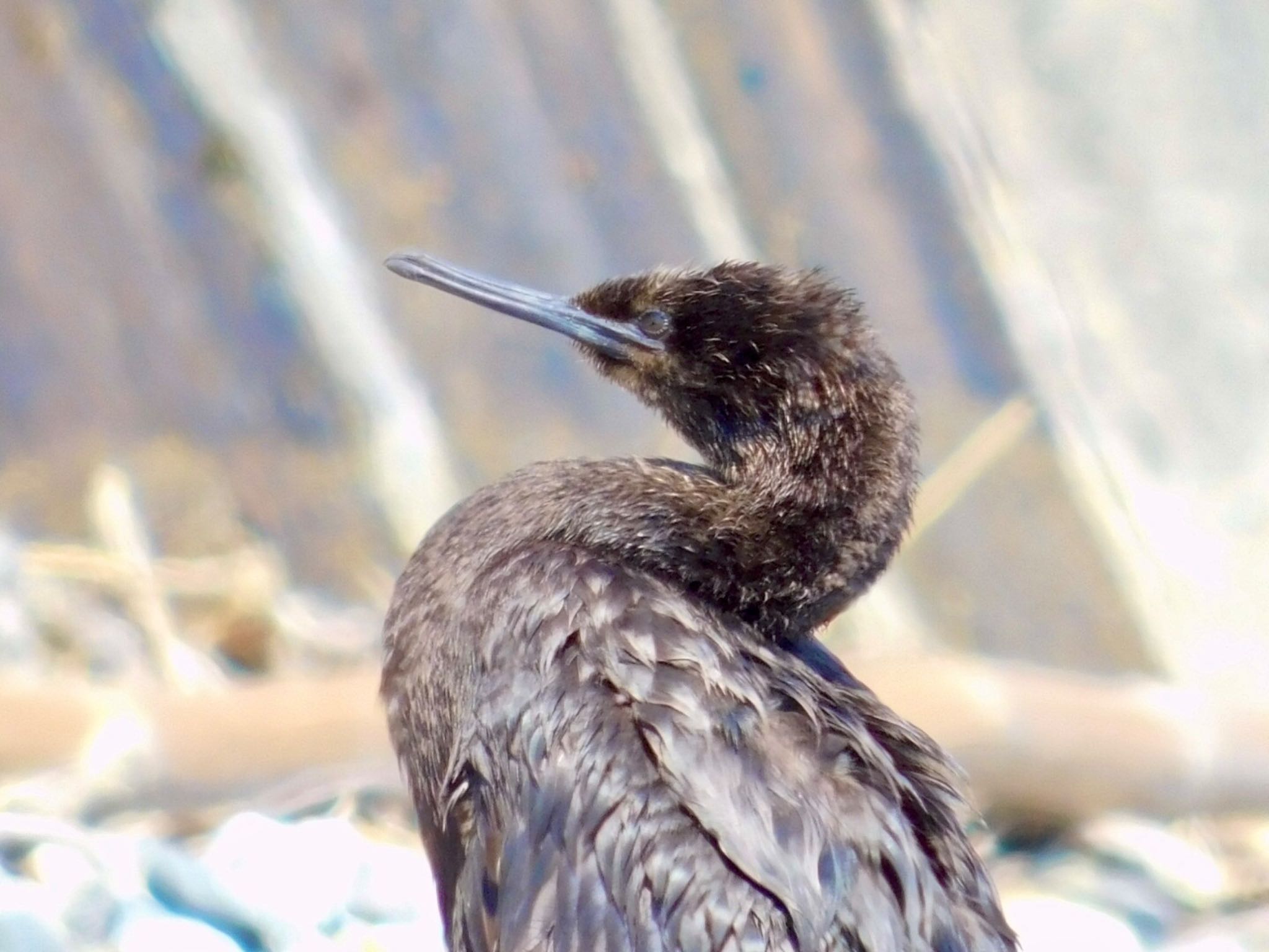 Photo of Pelagic Cormorant at 平磯海岸 by カモちゃん