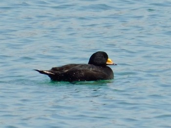 クロガモ 平磯海岸 2020年3月19日(木)