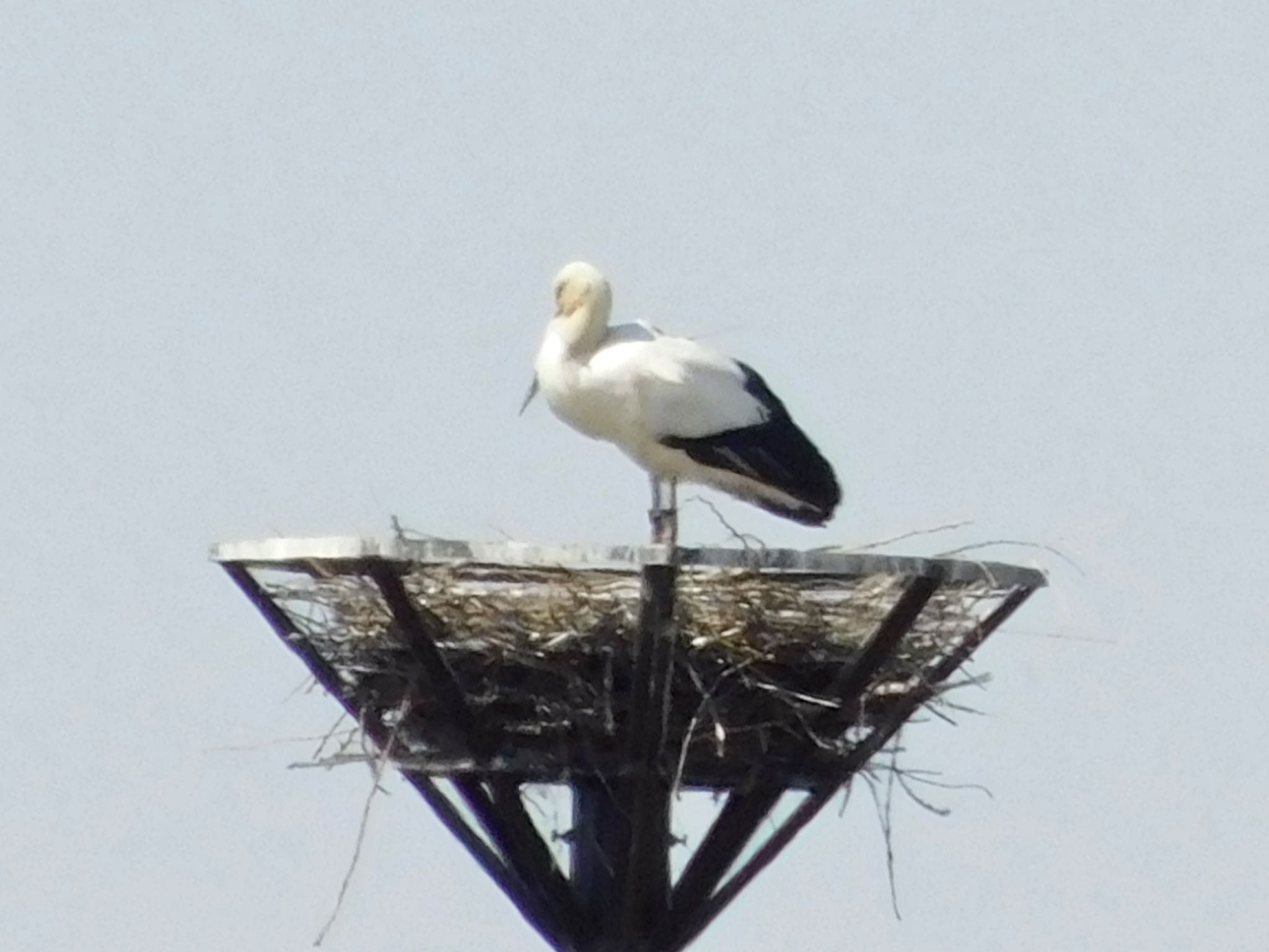 Photo of Oriental Stork at Watarase Yusuichi (Wetland) by カモちゃん