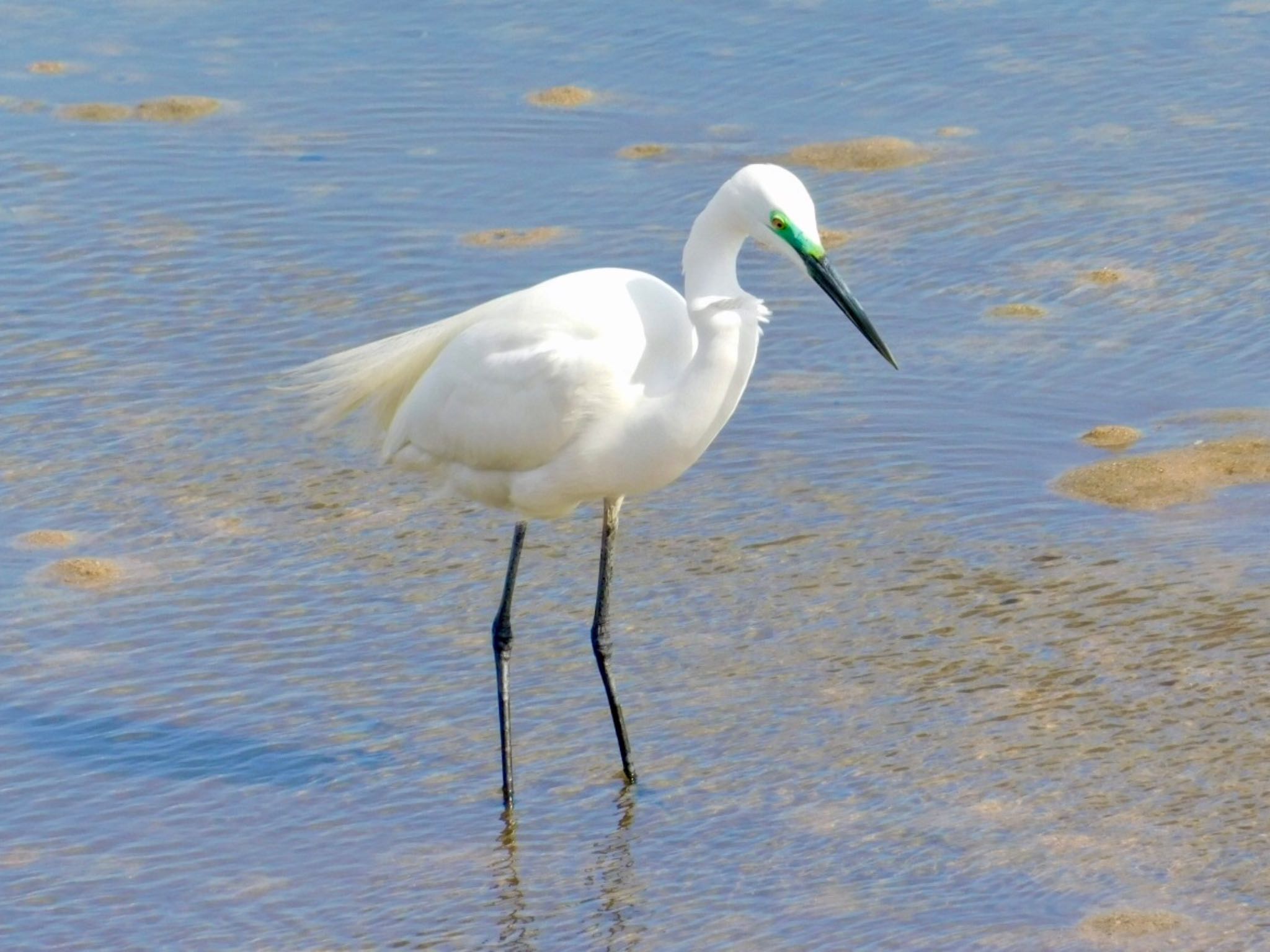 Great Egret(modesta) 