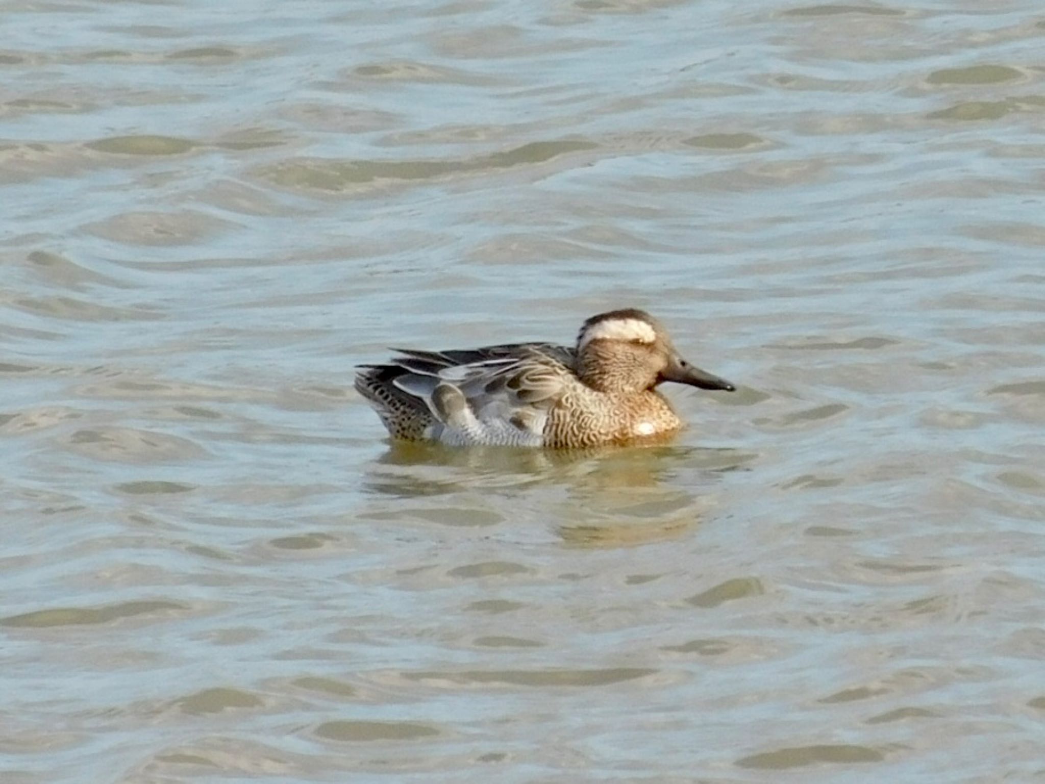 Garganey