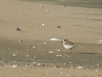 Kentish Plover 安濃川河口 Thu, 4/2/2020