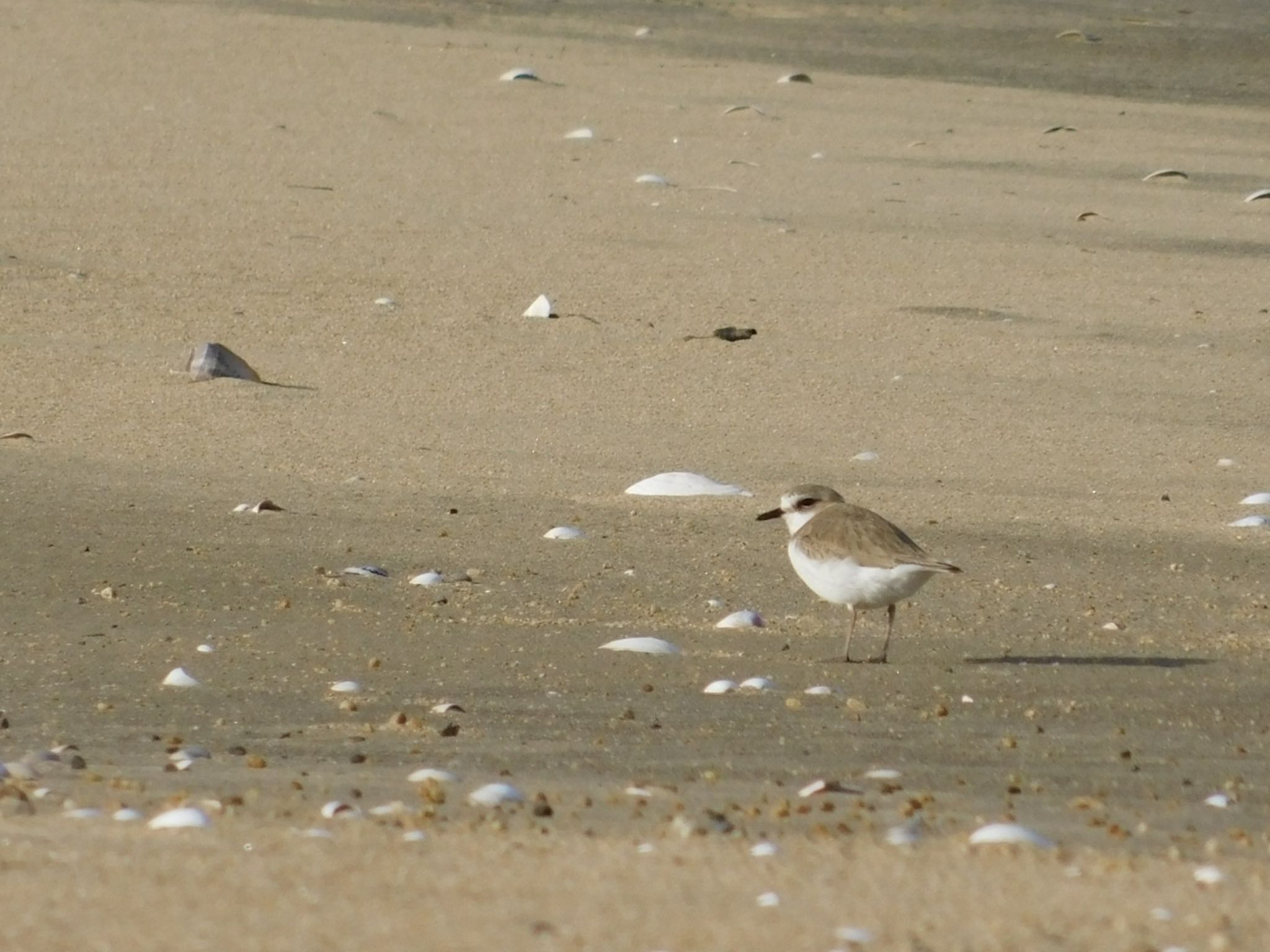 Kentish Plover