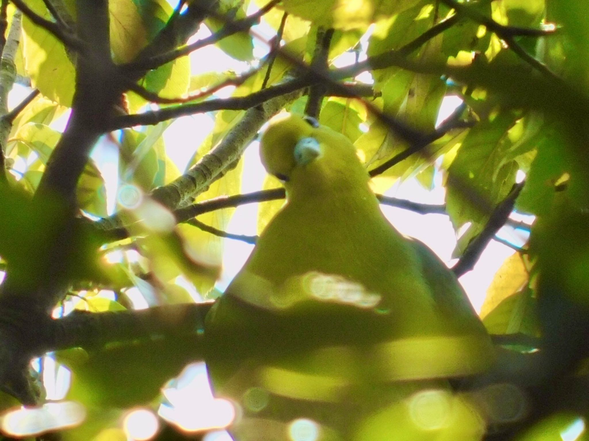 Photo of White-bellied Green Pigeon at 姫路城 by カモちゃん