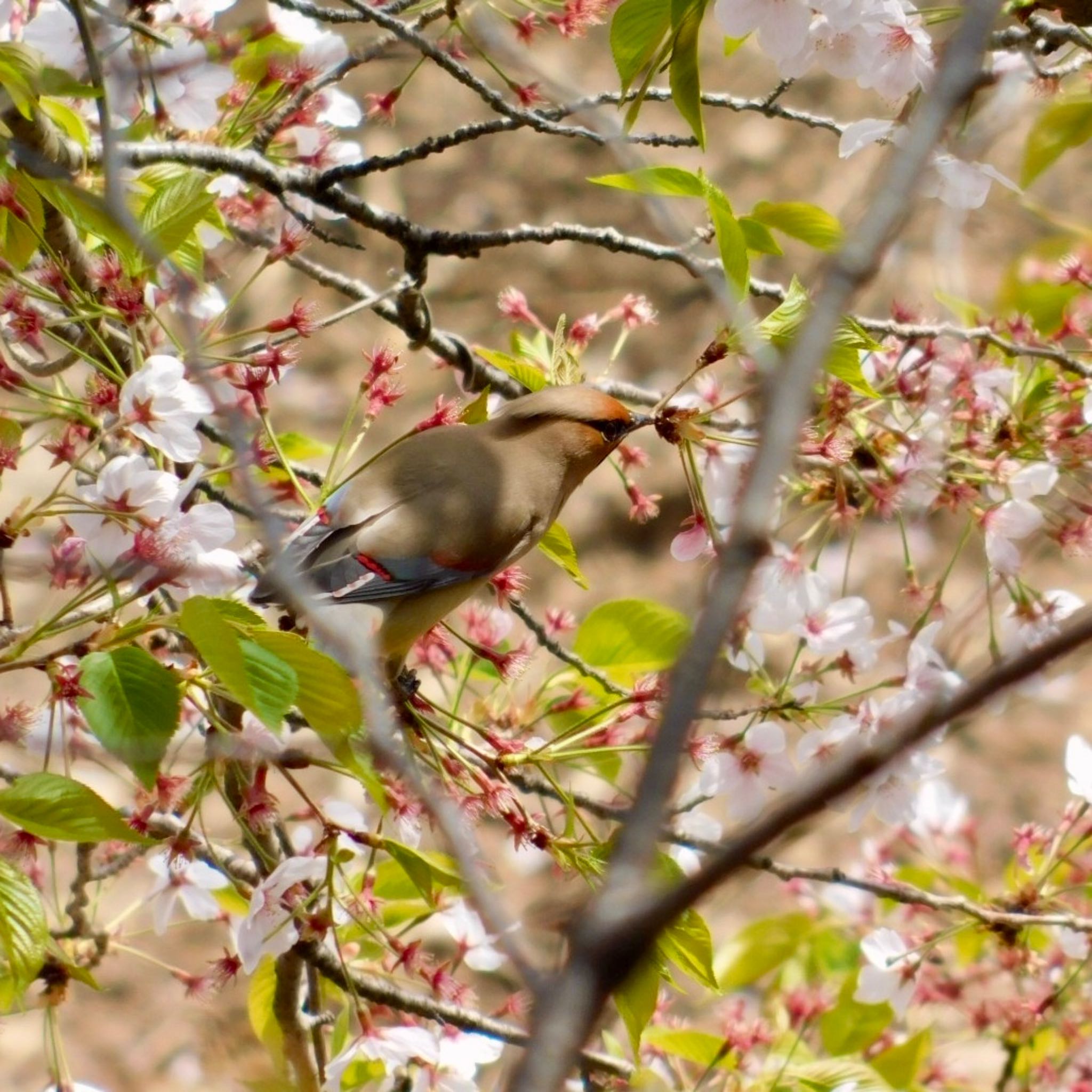 Japanese Waxwing