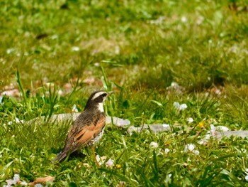 Dusky Thrush Osaka castle park Sat, 4/11/2020