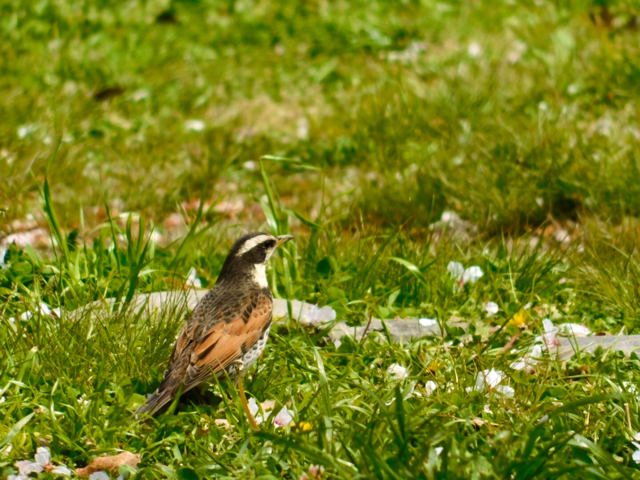 Dusky Thrush