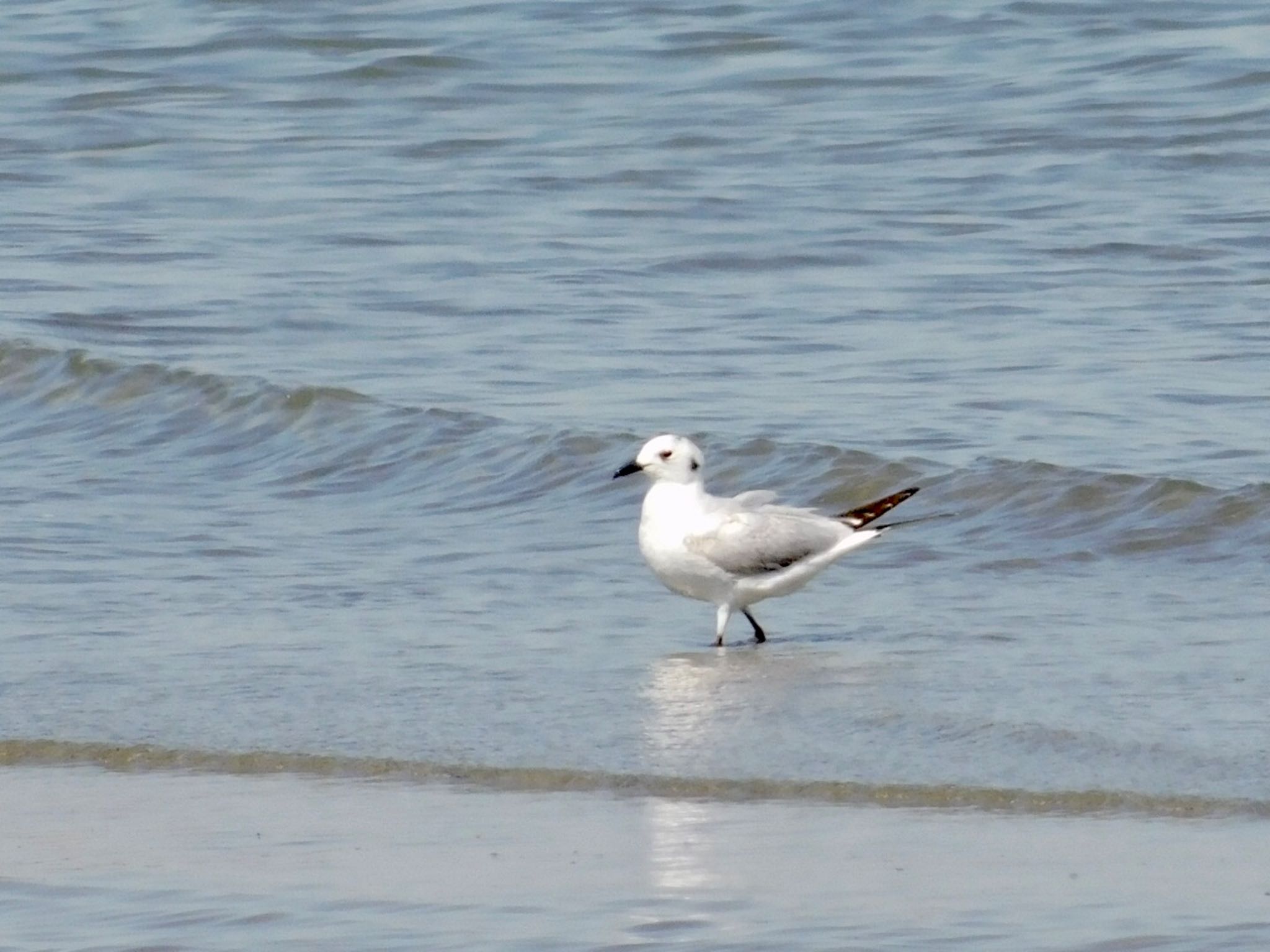 Saunders's Gull