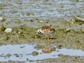 Ruddy Turnstone 加古川河口 Sat, 4/25/2020