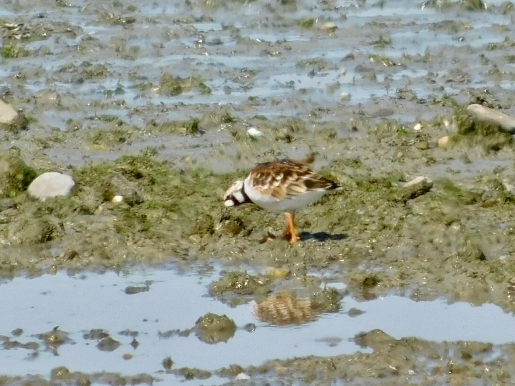 Ruddy Turnstone