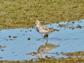 Great Knot 加古川河口 Sat, 4/25/2020