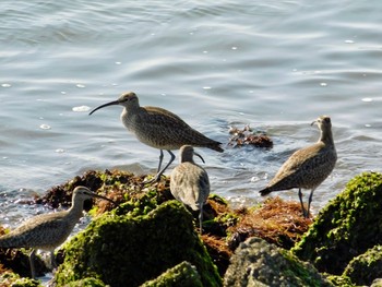 Eurasian Whimbrel 加古川河口 Sat, 4/25/2020