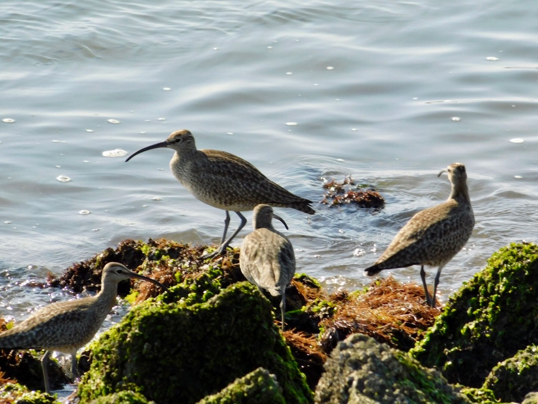 Eurasian Whimbrel