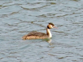 Great Crested Grebe 雲出川河口 Fri, 4/3/2020