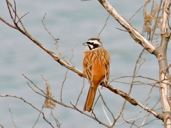 Meadow Bunting 雲出川河口 Fri, 4/3/2020