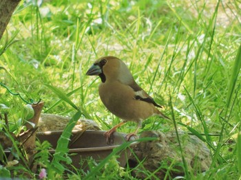 2020年4月28日(火) 大阪城公園の野鳥観察記録