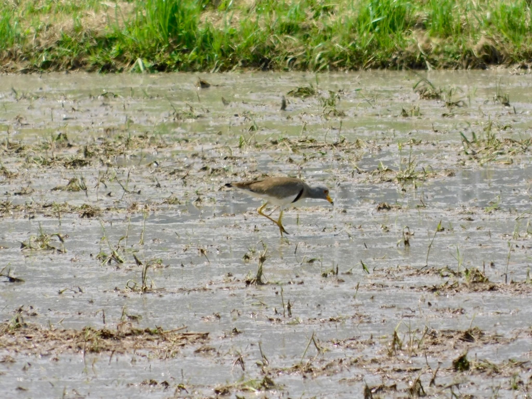 Grey-headed Lapwing