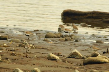 Little Ringed Plover 酒匂川 Wed, 4/22/2020