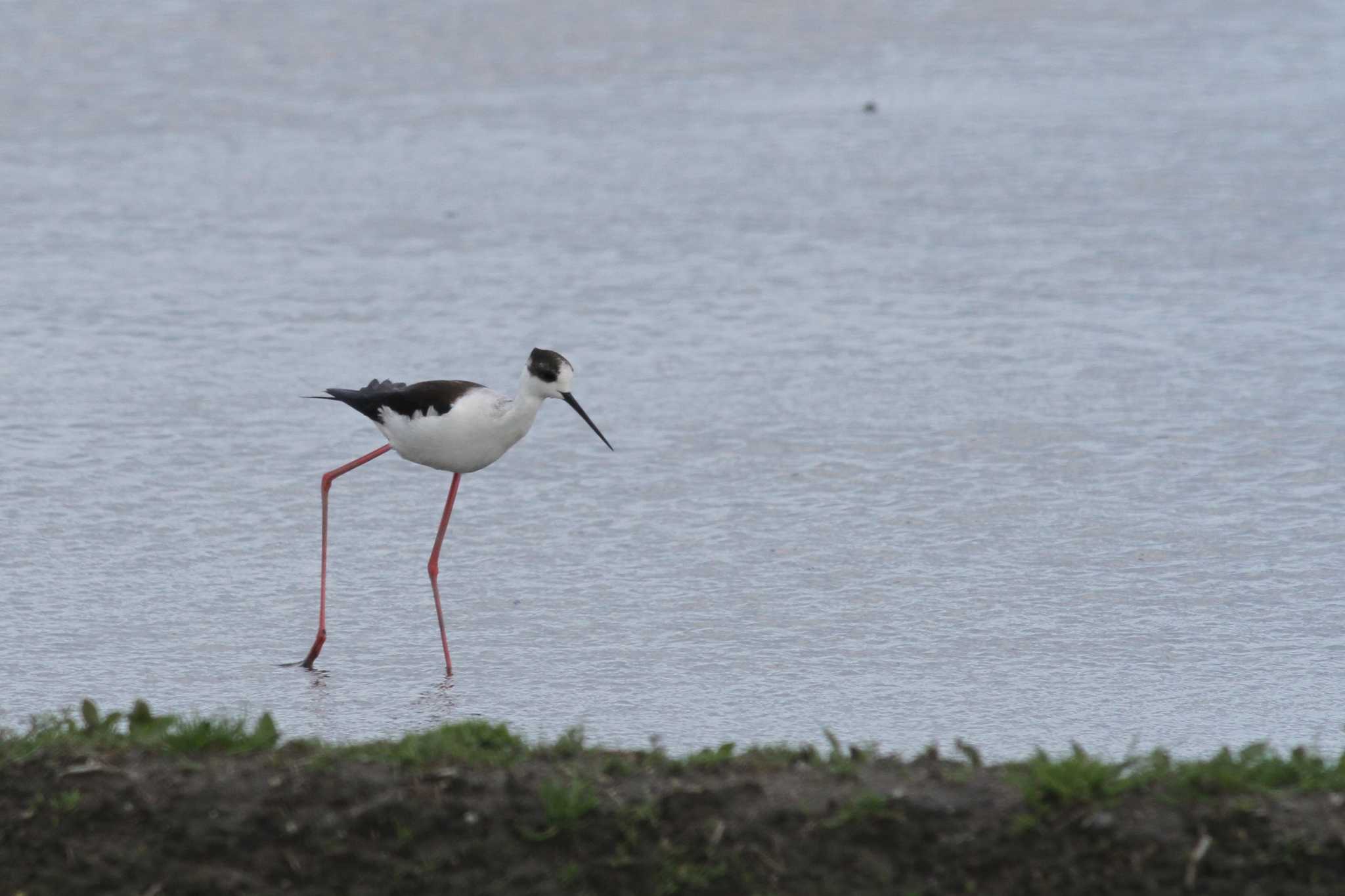 Black-winged Stilt