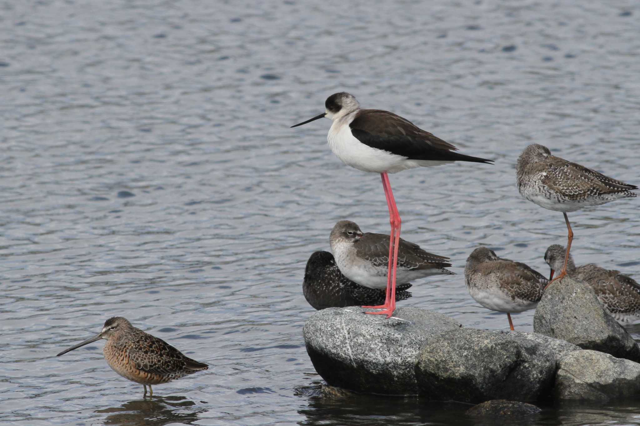 Photo of Black-winged Stilt at Gonushi Coast by サンダーバード