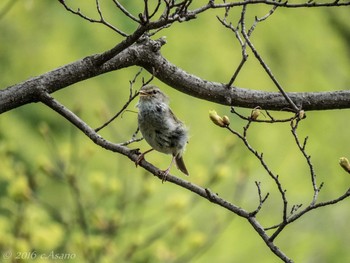 Japanese Bush Warbler Mitsuike Park Mon, 4/18/2016