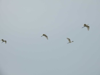 2020年5月3日(日) 高野川、京都の野鳥観察記録