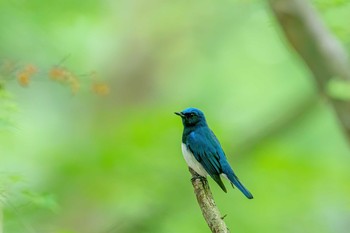 Blue-and-white Flycatcher 福岡県 北九州市 Sat, 5/2/2020