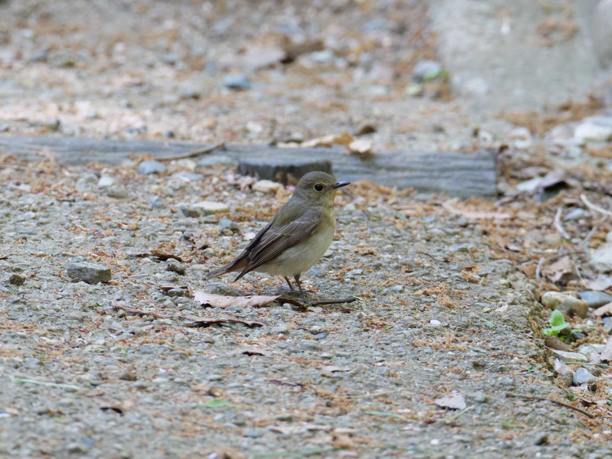 Narcissus Flycatcher