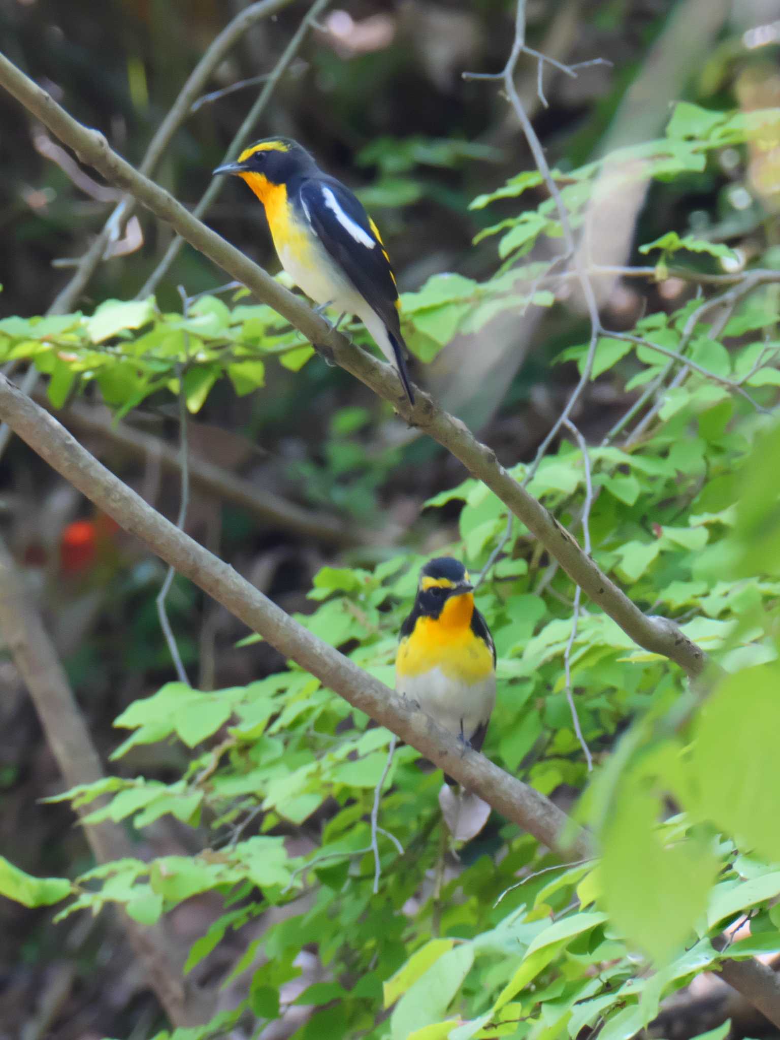 Narcissus Flycatcher