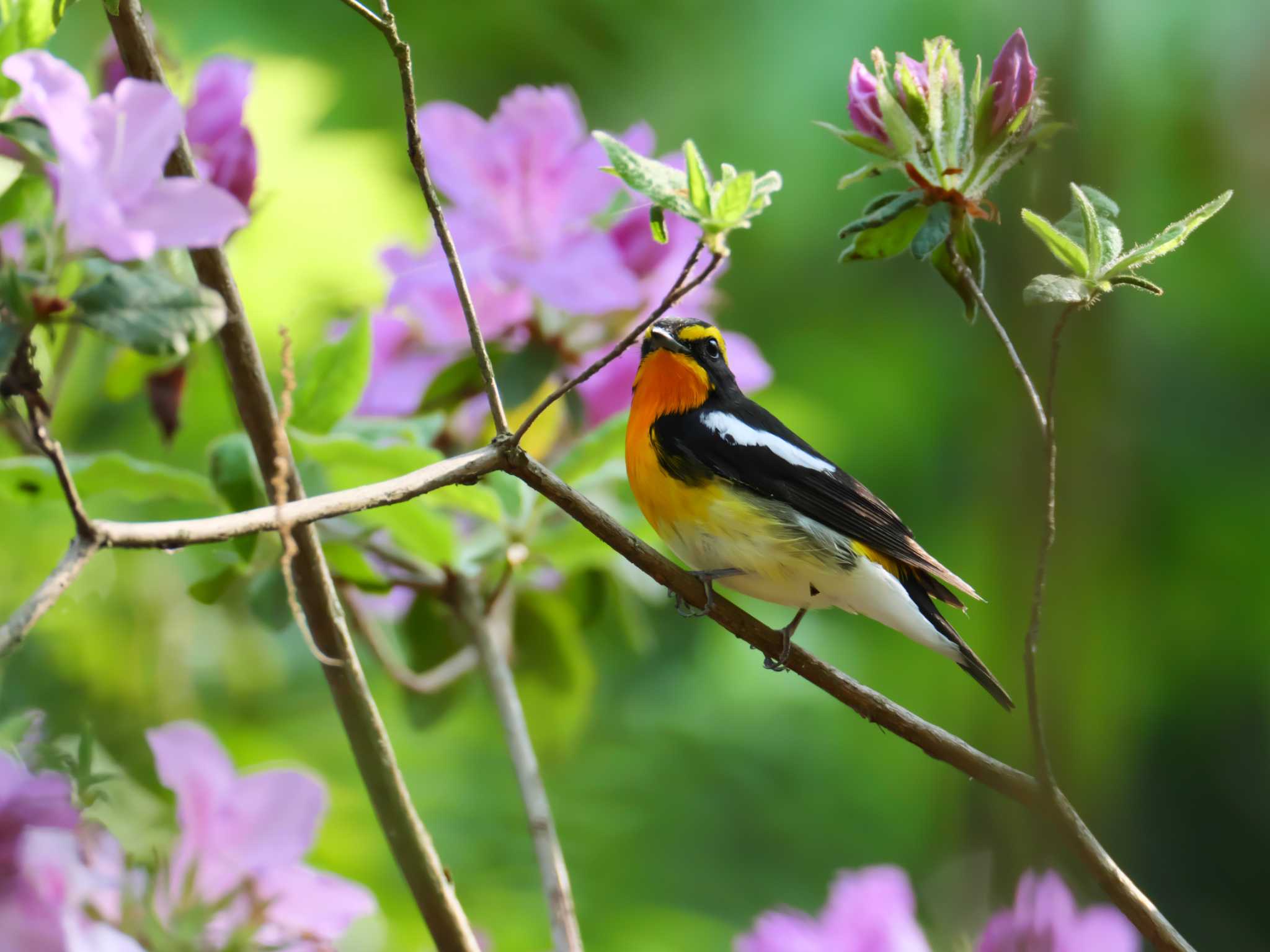 Narcissus Flycatcher