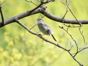 Japanese Bush Warbler Mitsuike Park Mon, 4/18/2016