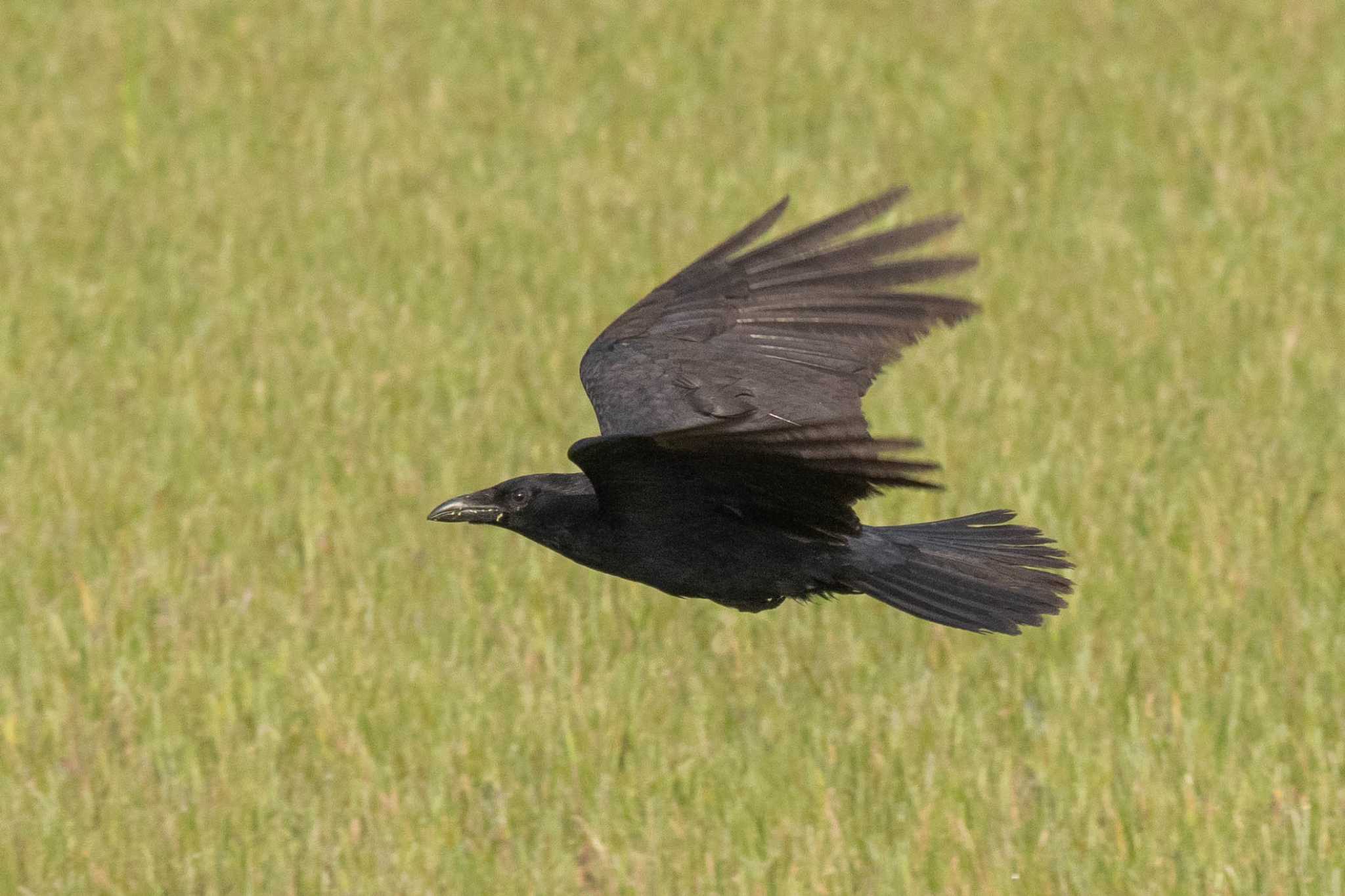 Photo of Large-billed Crow at 京都府木津川市 by veritas_vita