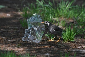 2020年5月3日(日) 砧公園の野鳥観察記録