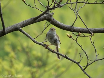 Japanese Bush Warbler Mitsuike Park Mon, 4/18/2016