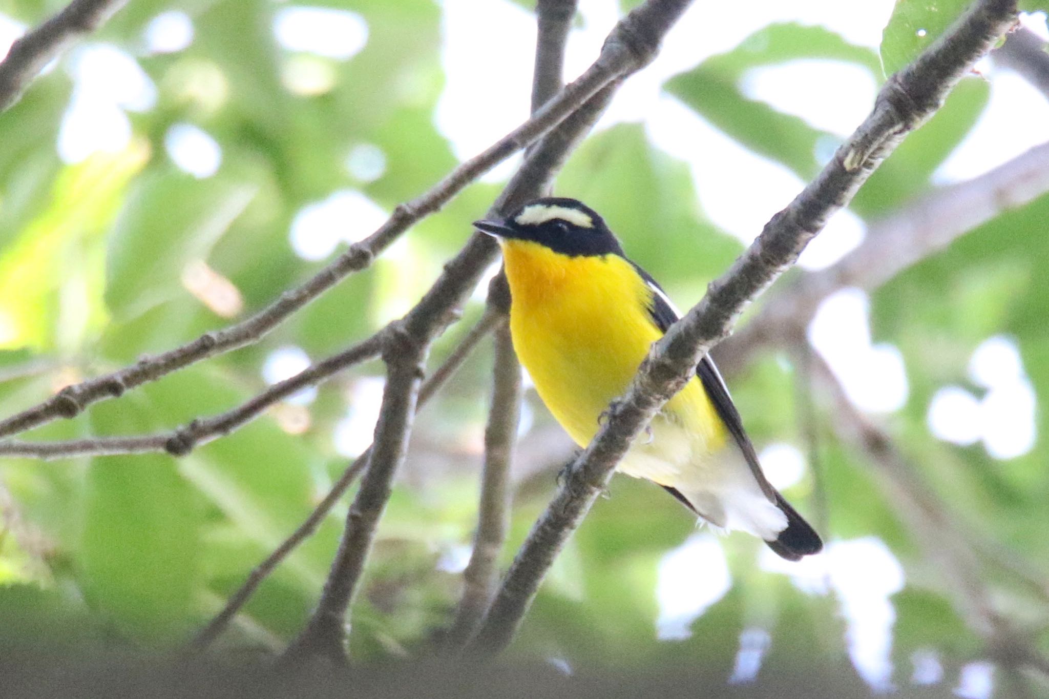 Photo of Yellow-rumped Flycatcher at 林試の森公園 by わたなべしん