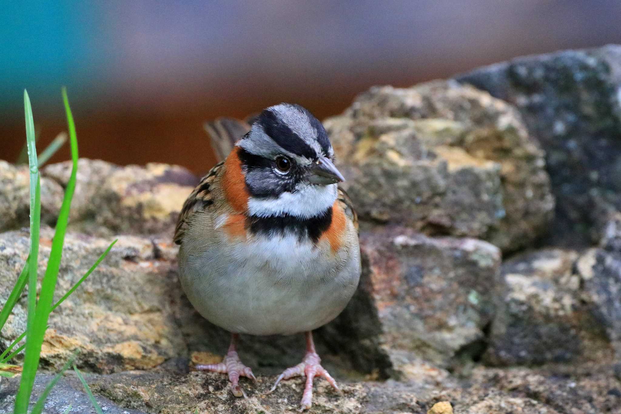 Photo of Rufous-collared Sparrow at Trogon Lodge(Costa Rica) by とみやん