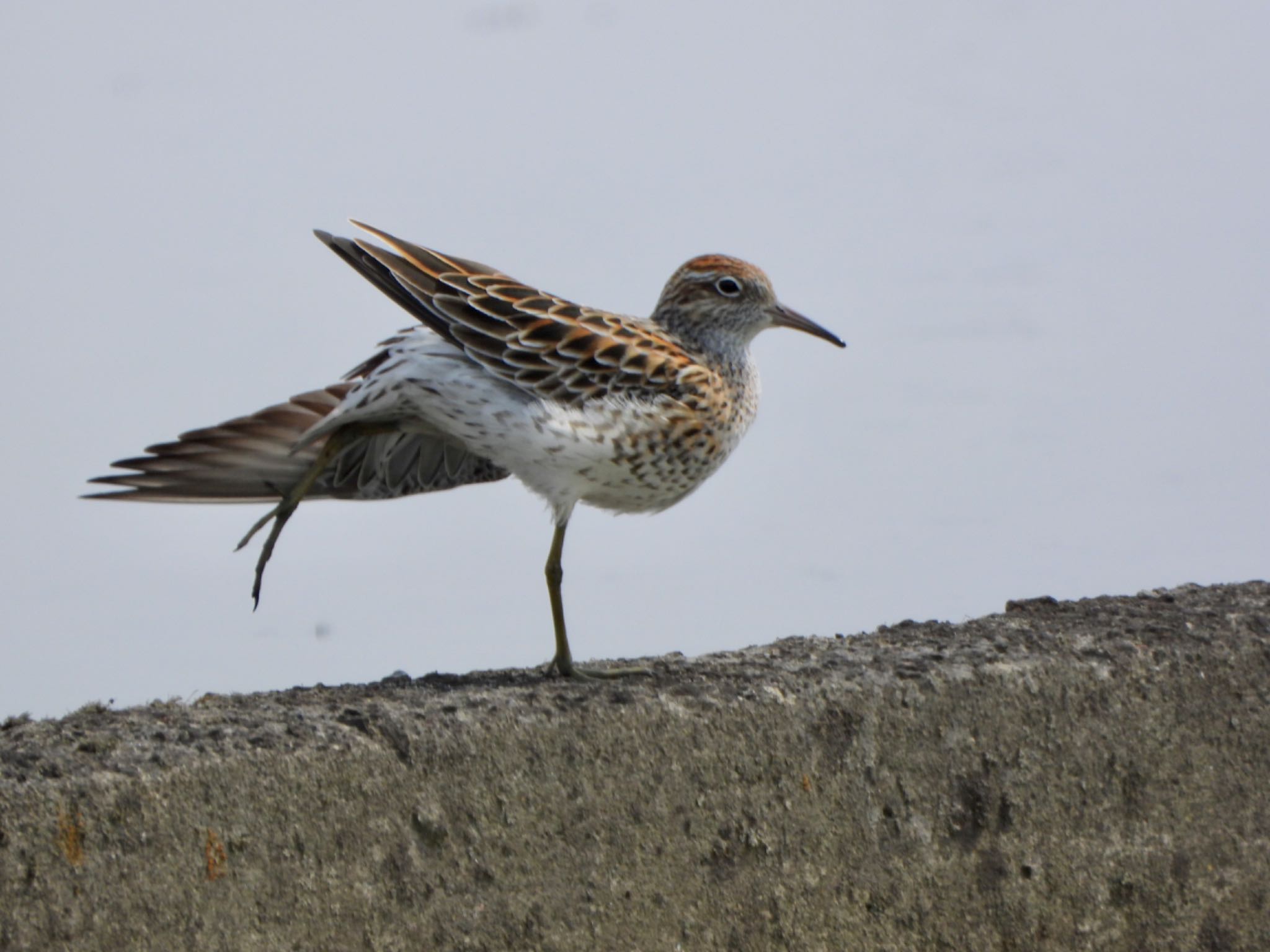 Photo of Sharp-tailed Sandpiper at さいたま市 by なおんなおん