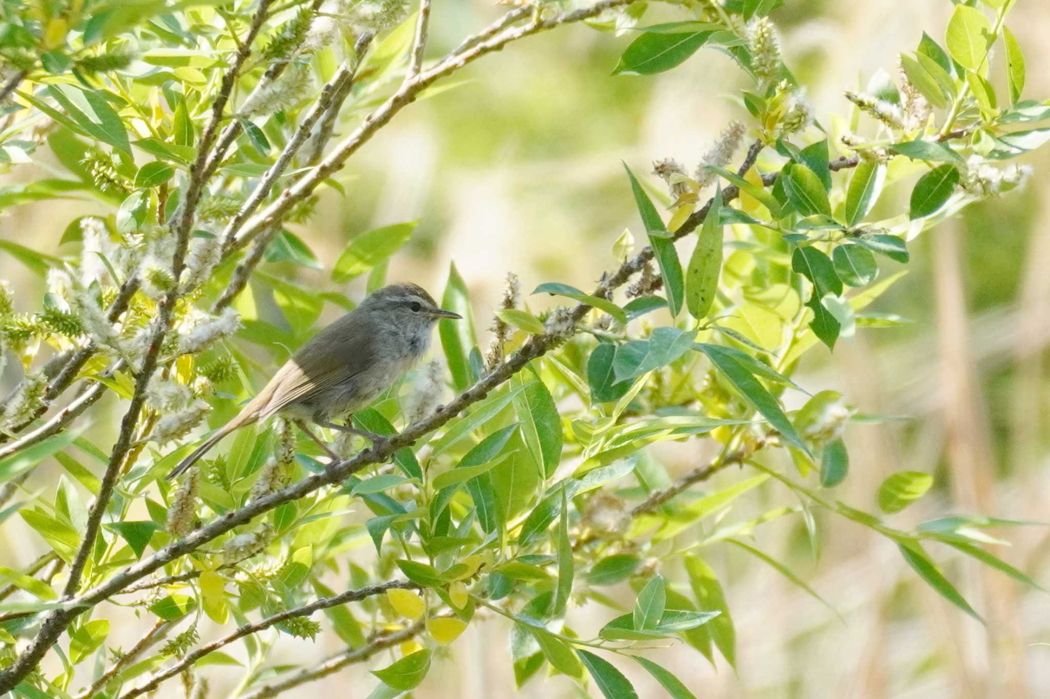 Photo of Japanese Bush Warbler at 柏尾川 by Bouen-omoi